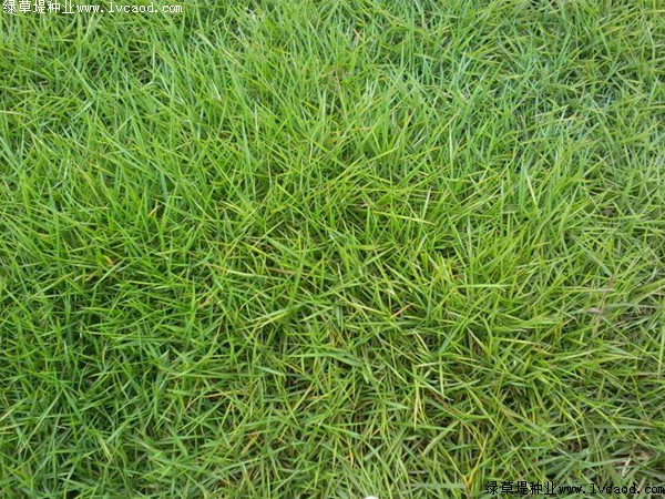 <strong>天鵝絨草坪冬天常綠嗎，會不會發(fā)黃</strong>