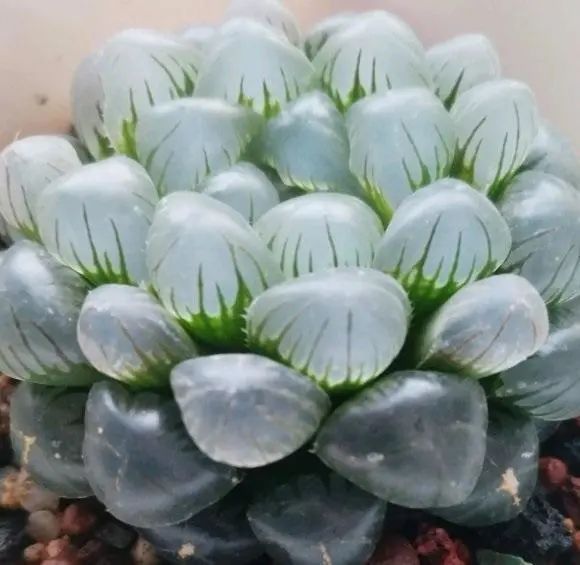 玉露多肉冰魄好養(yǎng)嗎_冰魄玉露的特征_冰魄玉露多肉
