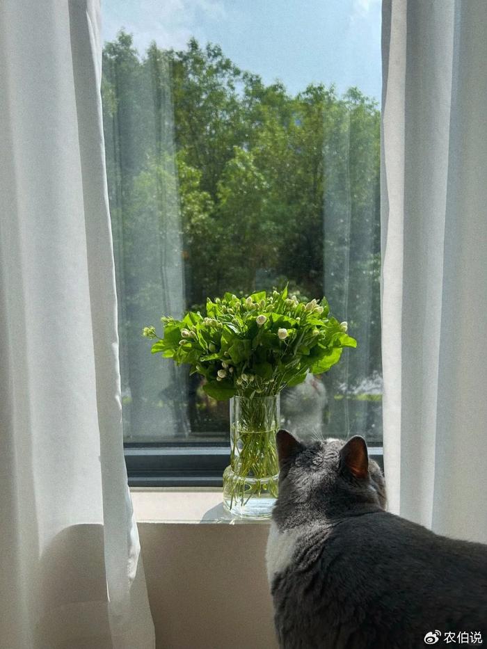 <strong>臥室必養(yǎng)的5種“健康花”，殺菌消炎助睡眠，一夜好夢睡得香！</strong>