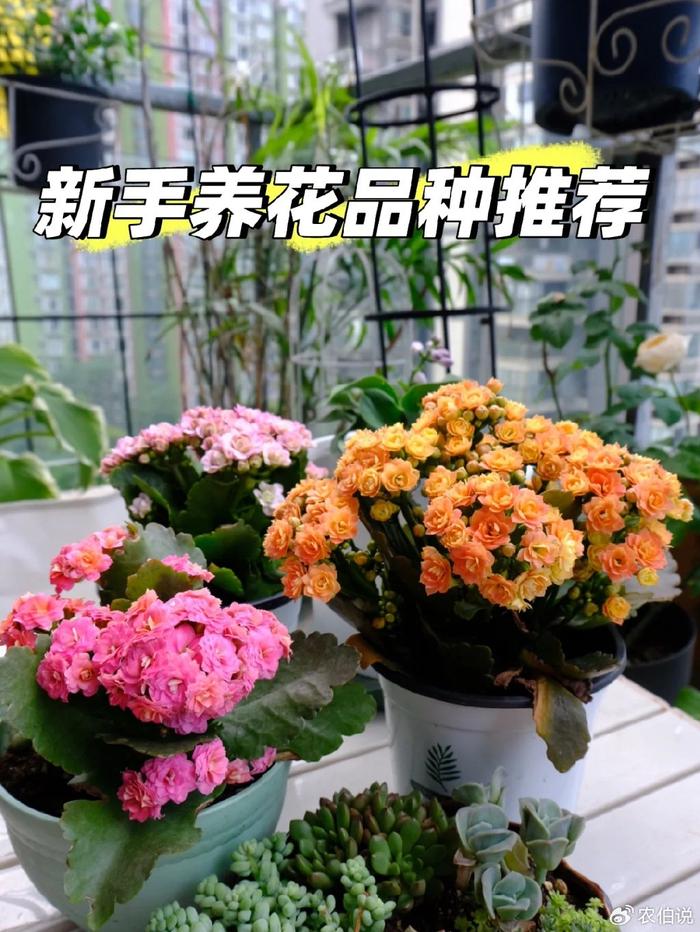 什么花養(yǎng)在臥室里有助于睡眠_(dá)臥室里養(yǎng)花影響睡眠嗎_臥室養(yǎng)什么花助眠