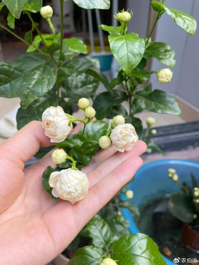 臥室養(yǎng)什么花助眠_(dá)什么花養(yǎng)在臥室里有助于睡眠_(dá)臥室里養(yǎng)花影響睡眠嗎