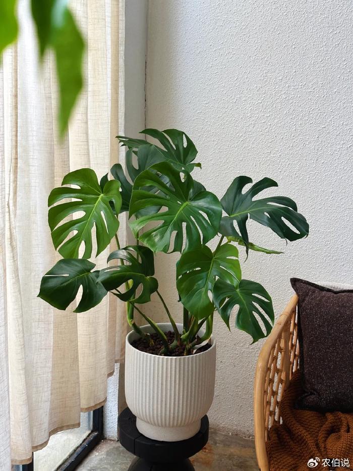 臥室養(yǎng)什么花助眠_(dá)臥室里養(yǎng)花影響睡眠嗎_什么花養(yǎng)在臥室里有助于睡眠