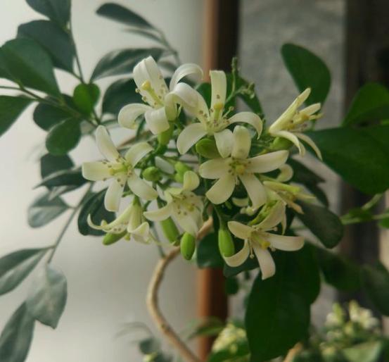 香味好聞的5種花，家里養(yǎng)一盆，清新又舒適！