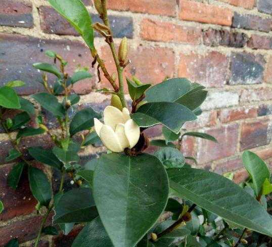 有香味的花適合室內(nèi)養(yǎng)花_室內(nèi)花香的植物_室內(nèi)養(yǎng)香味的花