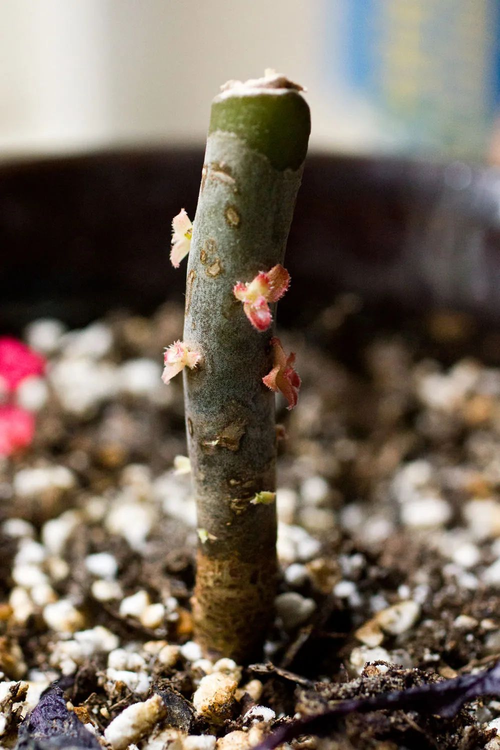 玫瑰花扦插怎么才能養(yǎng)出根_玫瑰花如何插枝培根_玫瑰花扦插苗生根了怎么移栽