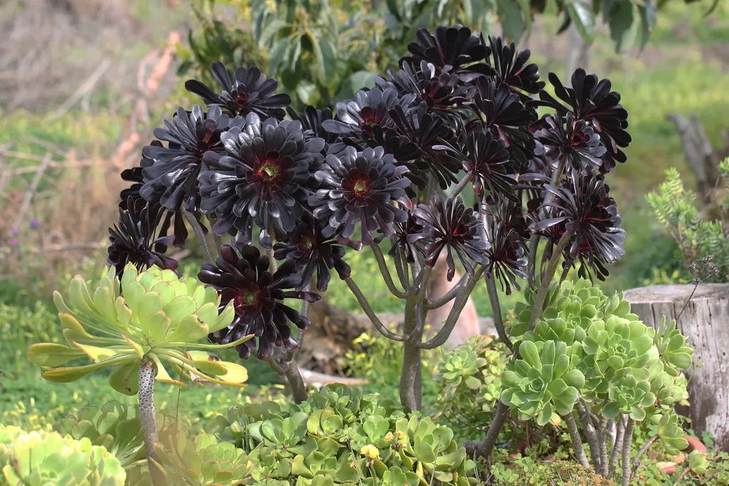 玫瑰花如何插枝培根_玫瑰花扦插苗生根了怎么移栽_玫瑰花扦插怎么才能養(yǎng)出根