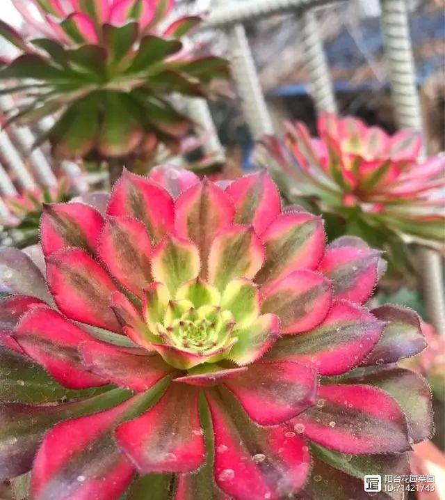 多肉紅梅老樁圖片_多肉紅寶石_多肉紅覆輪