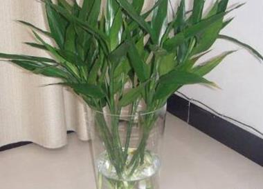 十種辦公室適合養(yǎng)的植物