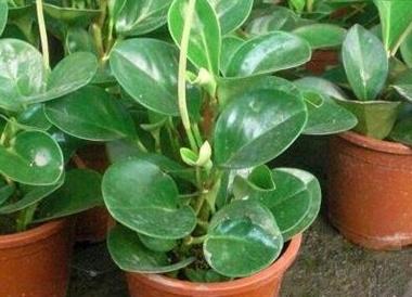 辦公室綠植怎么擺放_辦公室綠植排名前十名_辦公室綠植