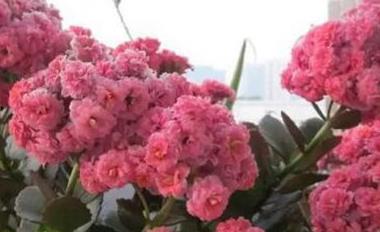 辦公室綠植排名前十名_辦公室綠植_辦公室綠植怎么擺放