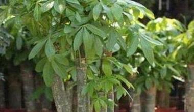 辦公室綠植怎么擺放_辦公室綠植排名前十名_辦公室綠植