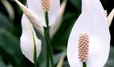 辦公室綠植怎么擺放_辦公室綠植排名前十名_辦公室綠植