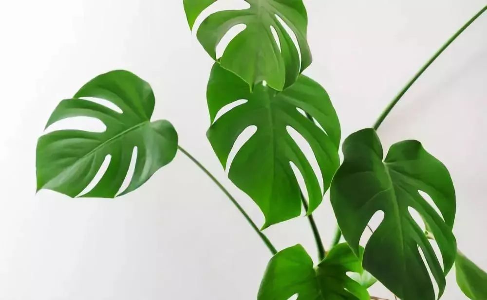 適合室內養(yǎng)的竹子_竹子適合室內養(yǎng)殖嗎_竹子適不適合在室內養(yǎng)