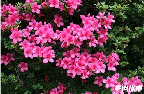 花抗凍嗎_室內(nèi)花卉耐寒_耐凍耐寒的室外花卉