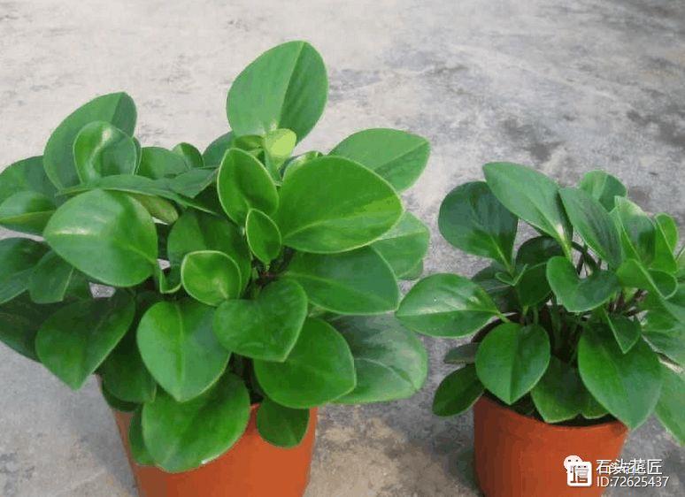 冬天窗戶密閉，此3種花是“二手煙”的克星，各養(yǎng)1盆，空氣清新