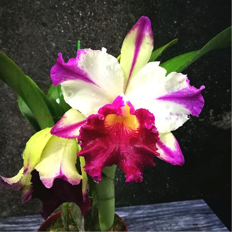 花卉開(kāi)花四季室內(nèi)能養(yǎng)嗎_一年四季開(kāi)花的室內(nèi)花卉_室內(nèi)養(yǎng)花四季開(kāi)花植物