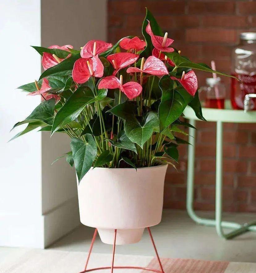 室內(nèi)養(yǎng)花四季開(kāi)花植物_花卉開(kāi)花四季室內(nèi)能養(yǎng)嗎_一年四季開(kāi)花的室內(nèi)花卉