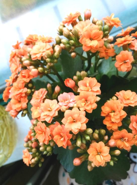 花卉開(kāi)花四季室內(nèi)能養(yǎng)嗎_室內(nèi)養(yǎng)花四季開(kāi)花植物_一年四季開(kāi)花的室內(nèi)花卉