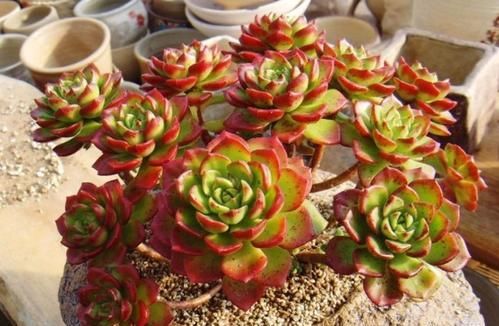 最漂亮的多肉花卉_花卉漂亮多肉圖片_花卉漂亮多肉怎么養(yǎng)