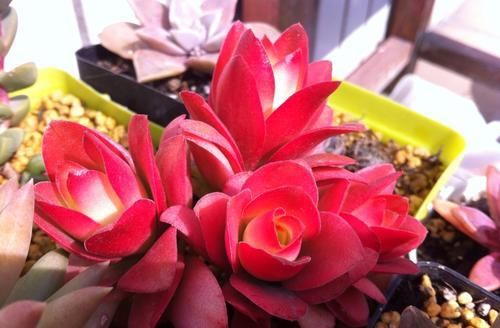 花卉漂亮多肉圖片_最漂亮的多肉花卉_花卉漂亮多肉怎么養(yǎng)