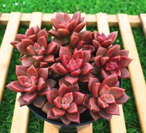 花卉漂亮多肉怎么養(yǎng)_最漂亮的多肉花卉_花卉漂亮多肉圖片