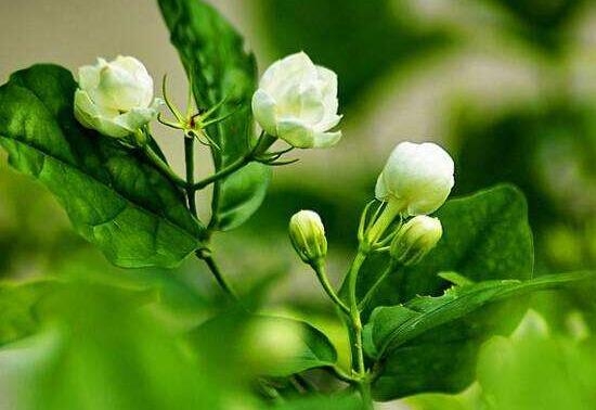 茉莉花盛開(kāi)的月份_茉莉花開(kāi)花月份_茉莉花開(kāi)幾月份開(kāi)花
