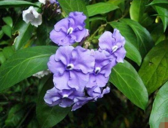 茉莉花開(kāi)幾月份開(kāi)花_茉莉花開(kāi)花月份_茉莉花盛開(kāi)的月份