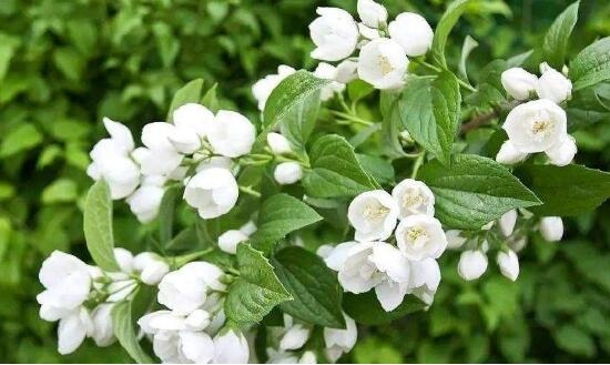 茉莉花盛開(kāi)的月份_茉莉花開(kāi)幾月份開(kāi)花_茉莉花開(kāi)花月份