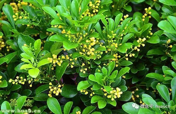 養(yǎng)花用什么肥料最好_怎樣養(yǎng)花_養(yǎng)花大棚圖片