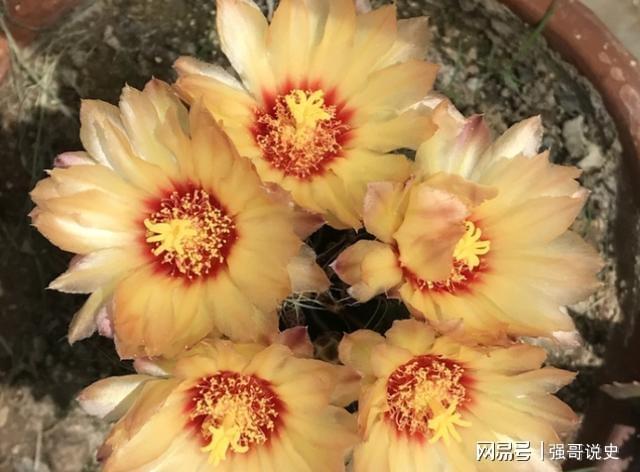 多肉用花多多1號還是12號_多肉植物用花多多幾號_多肉應(yīng)該用花多多幾號