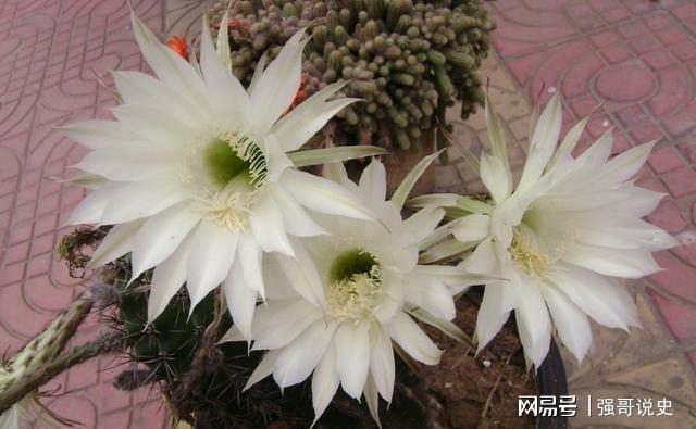 多肉用花多多1號還是12號_多肉植物用花多多幾號_多肉應(yīng)該用花多多幾號