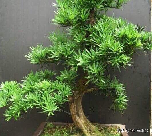 6種盆栽，適合客廳養(yǎng)，富貴吉祥旺宅，越養(yǎng)越值錢(qián)，勝過(guò)吊蘭綠籮