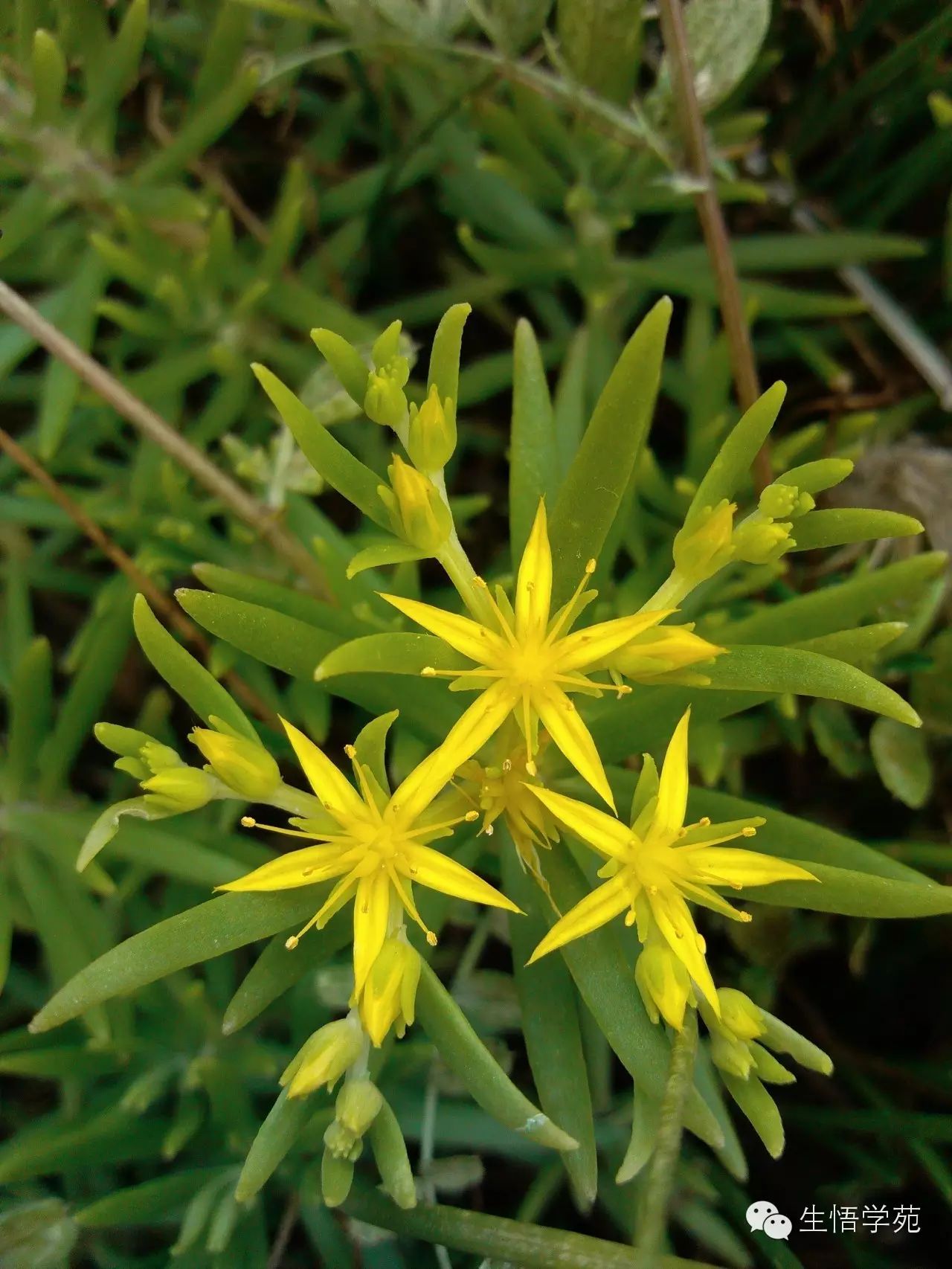 野外的多肉景天正開(kāi)花——垂盆草