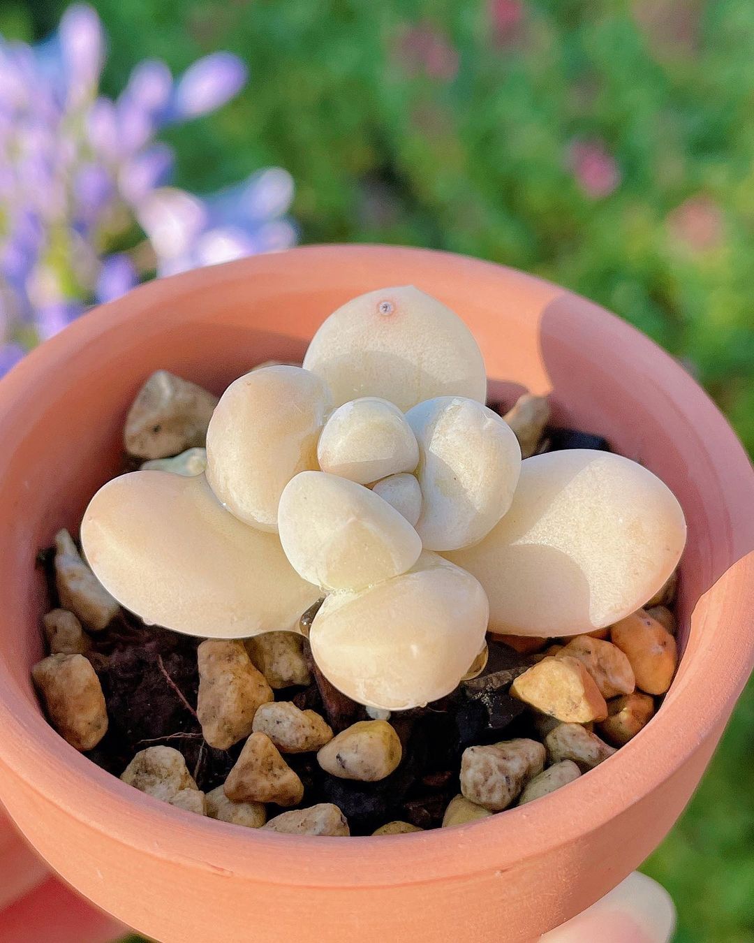 粉色玫瑰多肉_粉色玫瑰多肉怎么養(yǎng)_粉色玫瑰多肉好養(yǎng)嗎