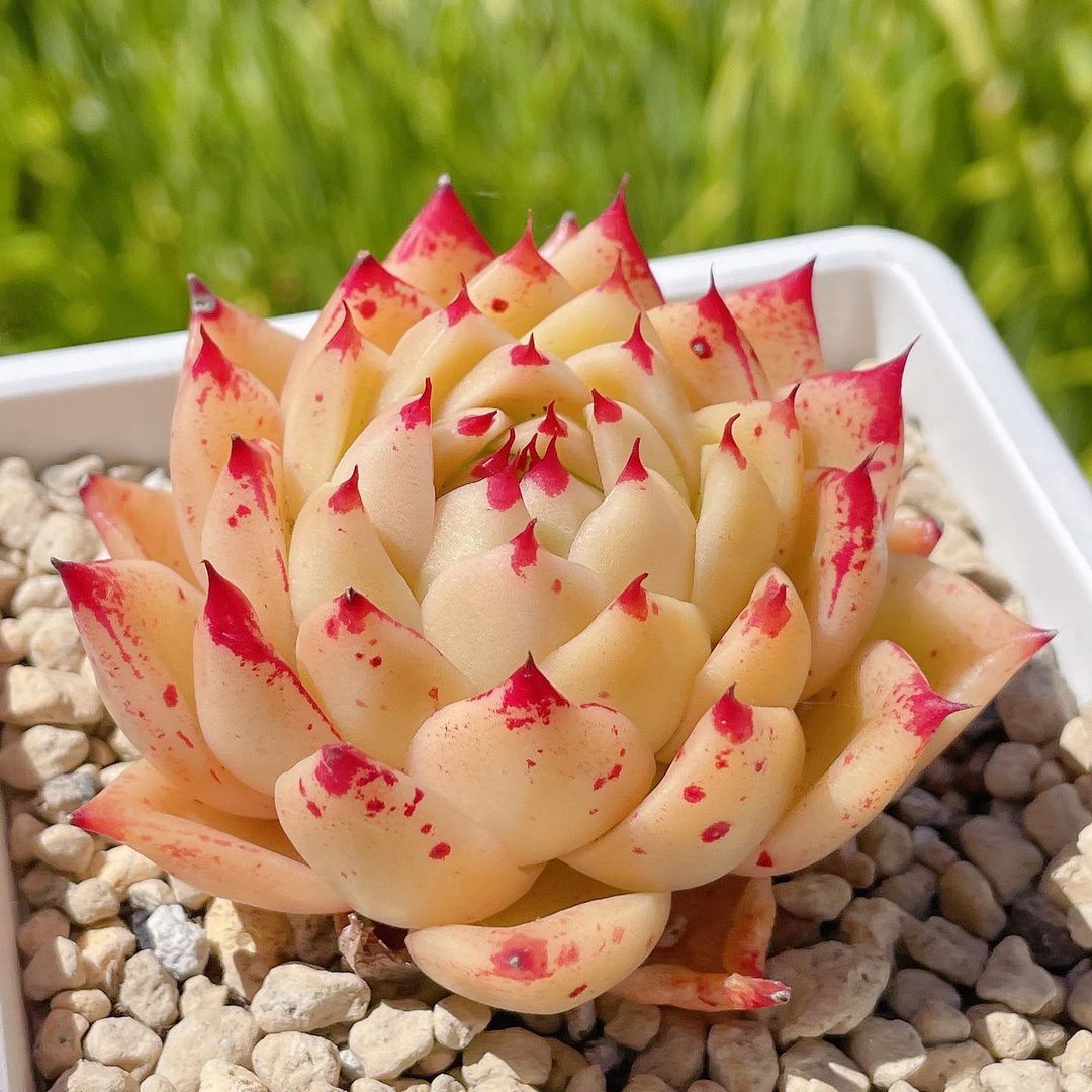 粉色玫瑰多肉好養(yǎng)嗎_粉色玫瑰多肉_粉色玫瑰多肉怎么養(yǎng)