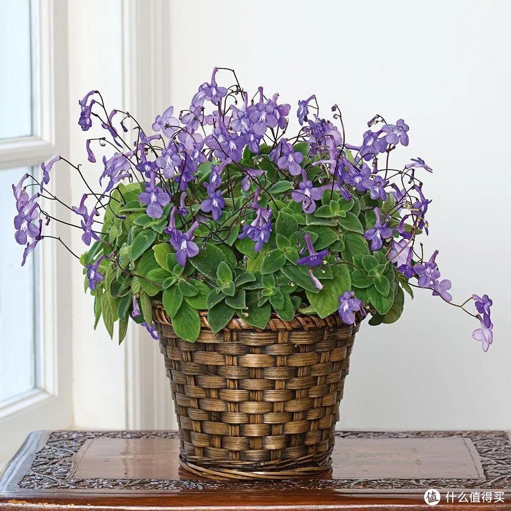 適合北陽臺養(yǎng)的花有哪些_適合北陽臺養(yǎng)的花_北陽臺養(yǎng)什么花好