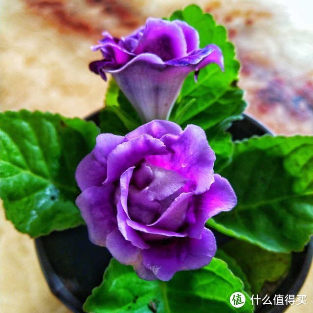 適合北陽臺養(yǎng)的花有哪些_適合北陽臺養(yǎng)的花_北陽臺養(yǎng)什么花好