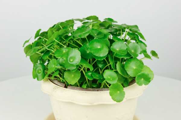 冬天銅錢草的養(yǎng)護(hù)_冬天銅錢草怎么過冬_冬天銅錢草怕冷嗎