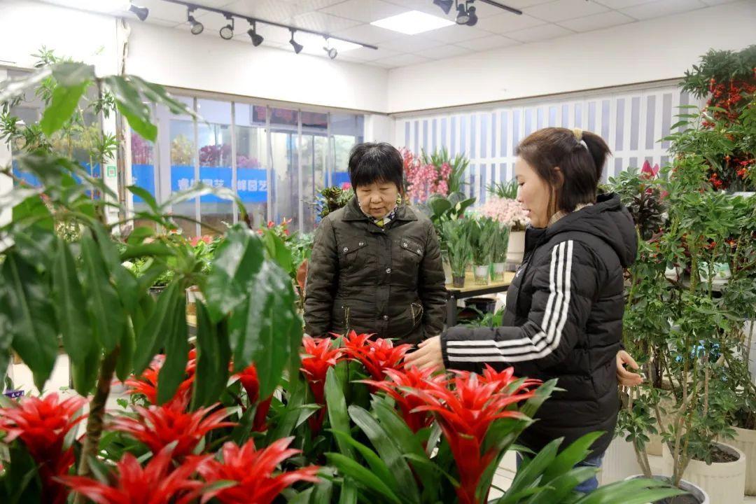 花卉批發(fā)綠植市場在哪里_綠植花卉批發(fā)市場_花卉綠植批發(fā)市場多少錢