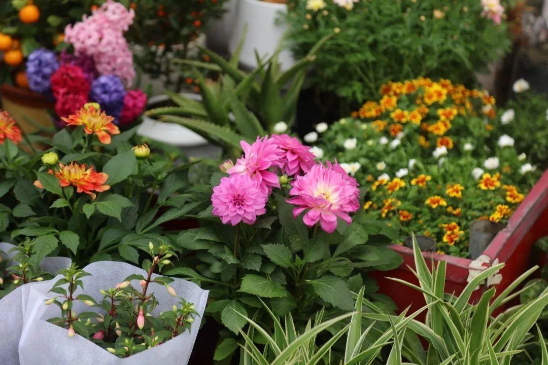 花卉綠植批發(fā)市場多少錢_綠植花卉批發(fā)市場_花卉批發(fā)綠植市場在哪里