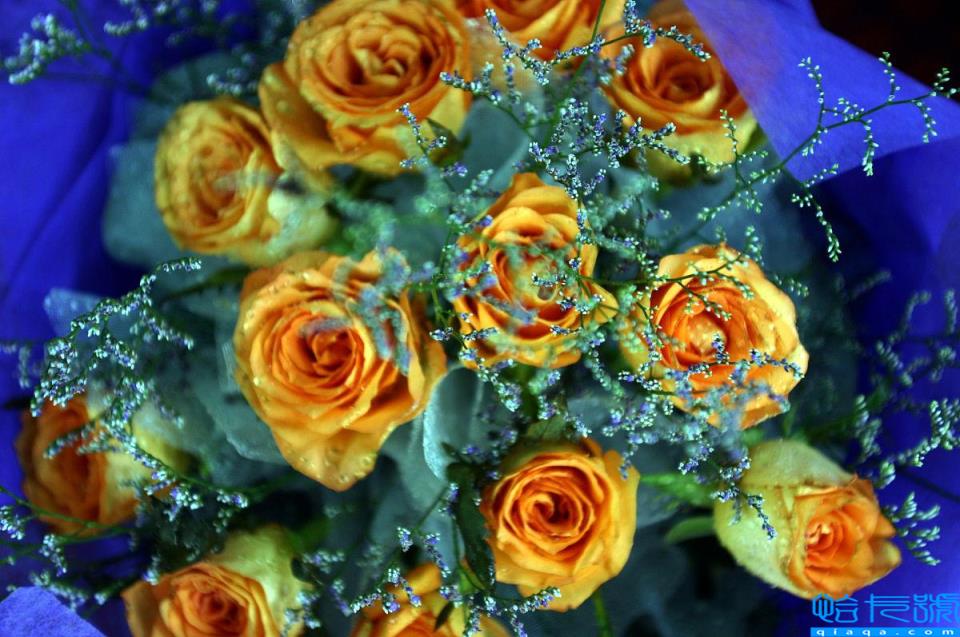 送粉色玫瑰代表啥_送玫瑰粉紅色花代表什么含義_送粉紅色的玫瑰花代表什么