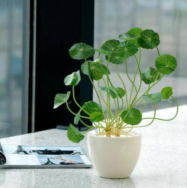 銅錢草盆栽怎么養(yǎng)_盆栽養(yǎng)銅錢草好嗎_盆栽養(yǎng)銅錢草好不好