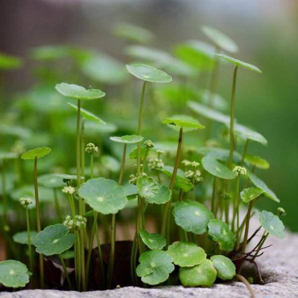 盆栽養(yǎng)銅錢草好不好_盆栽養(yǎng)銅錢草好嗎_銅錢草盆栽怎么養(yǎng)