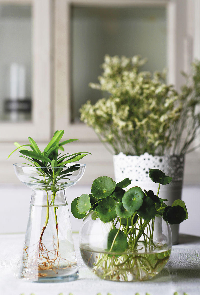 水培綠植有哪些_水培綠植該怎么辦_綠植水培植物