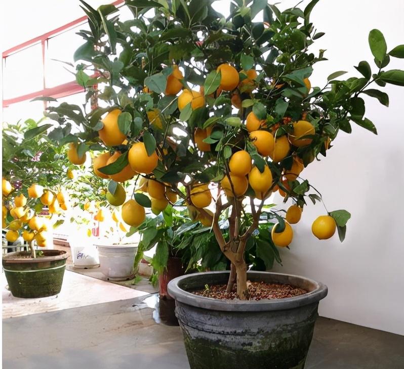 家里盆栽養(yǎng)什么植物好_家養(yǎng)的盆栽植物_盆栽植物好養(yǎng)室內(nèi)