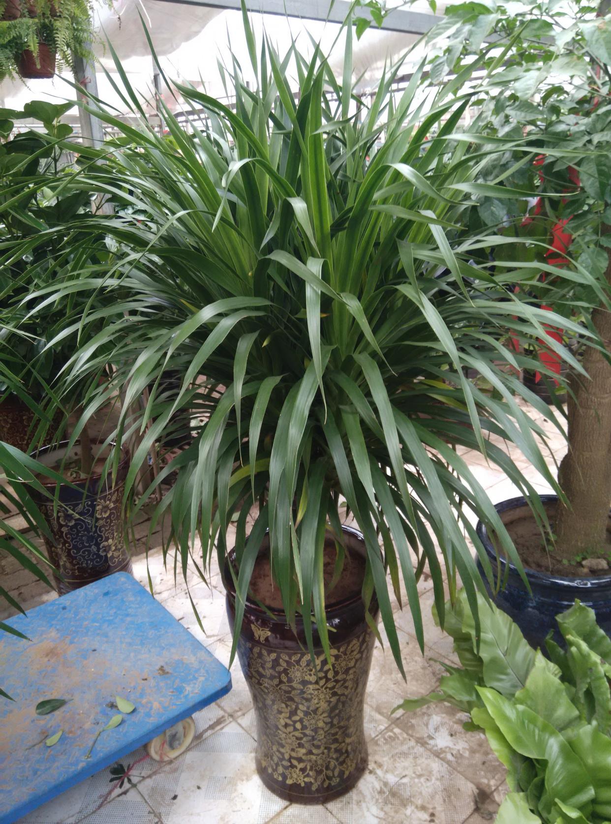 盆栽植物好養(yǎng)室內(nèi)_家里盆栽養(yǎng)什么植物好_家養(yǎng)的盆栽植物