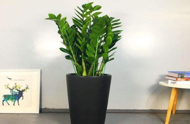 家里盆栽養(yǎng)什么植物好_家養(yǎng)的盆栽植物_盆栽植物好養(yǎng)室內(nèi)