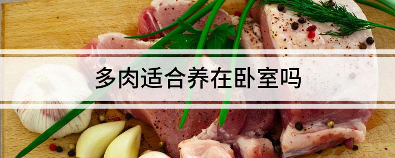 多肉適合養(yǎng)在臥室嗎
