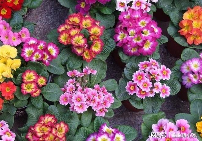 冬天什么植物好養(yǎng)活_冬天好養(yǎng)活的花卉植物_冬天好養(yǎng)活的植物