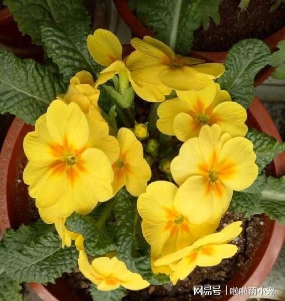 冬天好養(yǎng)活的植物_冬天什么植物好養(yǎng)活_冬天好養(yǎng)活的花卉植物